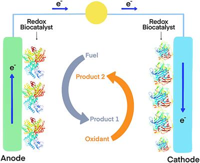 Extremophilic Oxidoreductases for the Industry: Five Successful Examples With Promising Projections